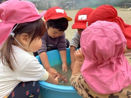 お芋を洗ったよ2