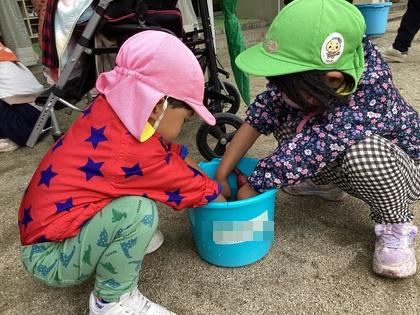 仲良くイモ洗い