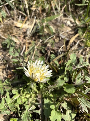 しろいたんぽぽ