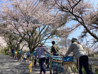 桜並木歩く