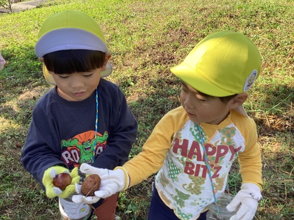 どっちの栗が大きい？