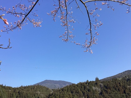 笠置山と桜