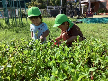 藍を摘むよ