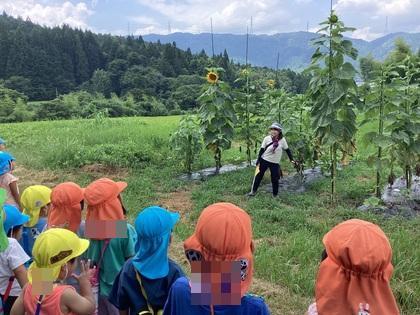 大きなひまわりを見ている画像