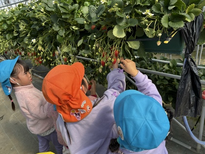 たくさんのいちご　どれにしよう？