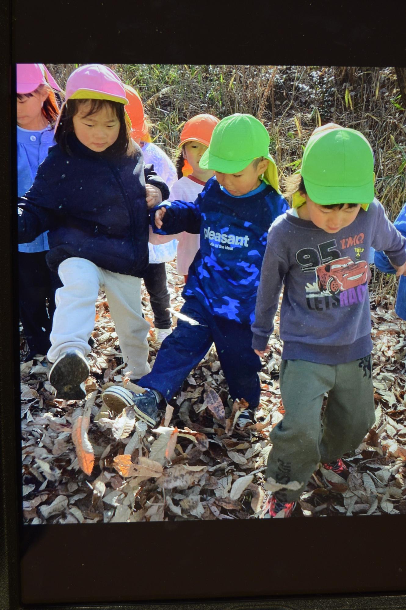 葉っぱざくざく