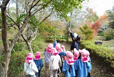 木の上の方も見てごらん。