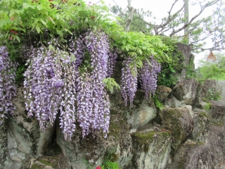 フジの花