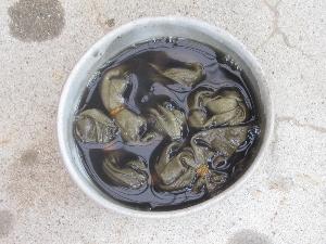 鉄媒染液につけた所