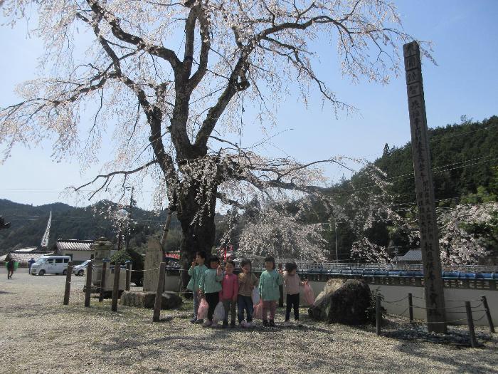 桜