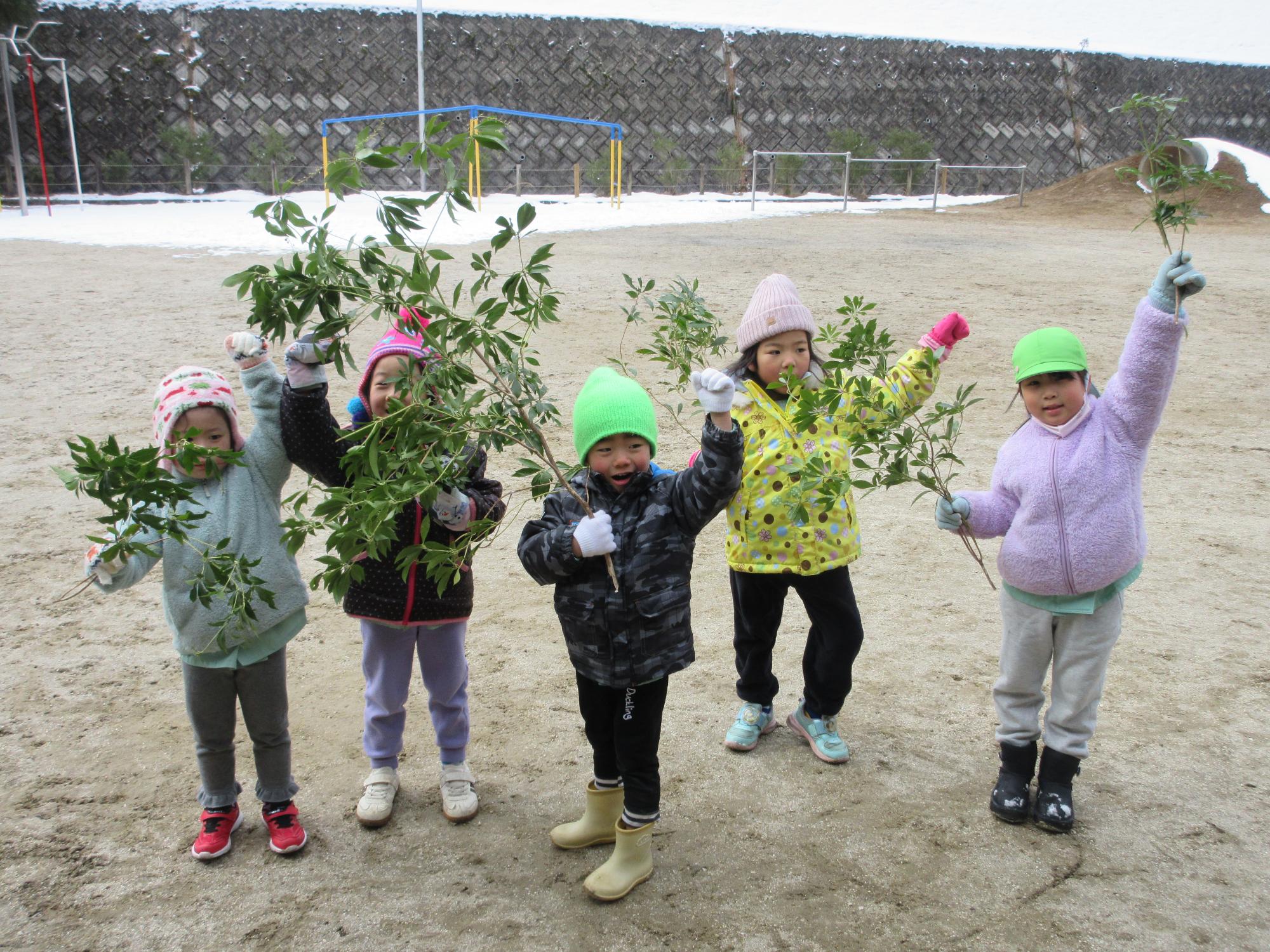 馬酔木を採りに行った