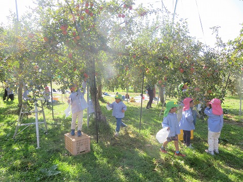 りんごを採る子どもたち