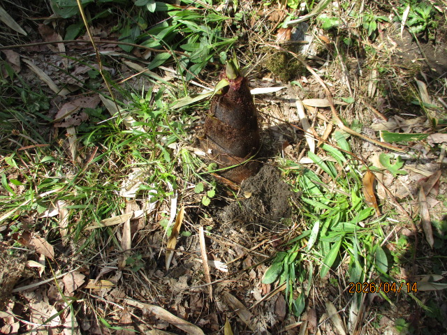 たけのこを見つけたよ