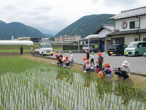 田んぼでおたまじゃくしを捕まえる