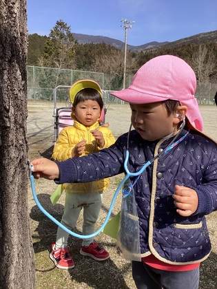 聴診器で木の音を聞きます。