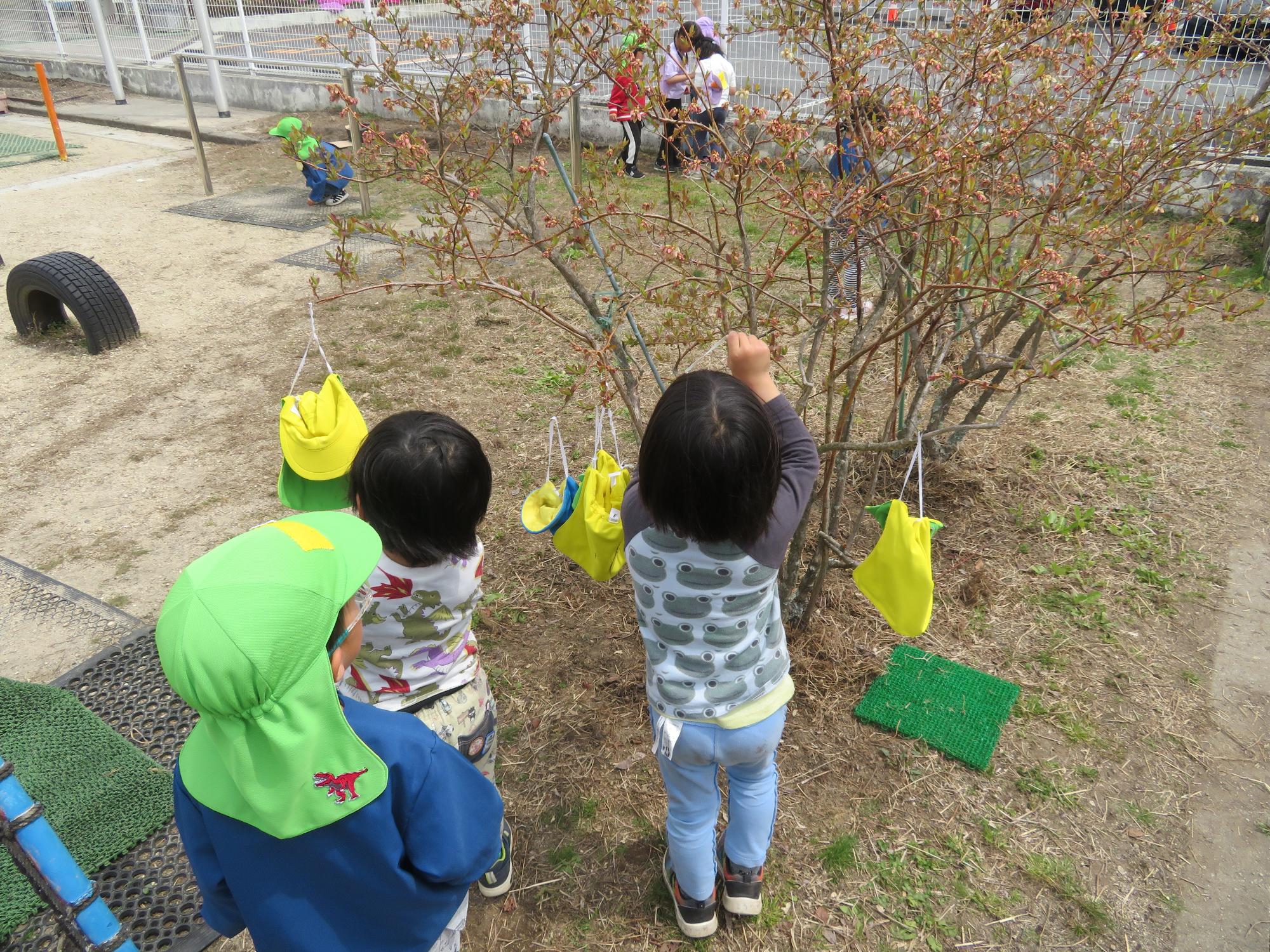 ブルーベリーの木にカラー帽子が沢山ぶらさがっていたのは子どもたちが飾ったのでした