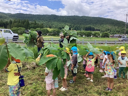 園外保育　朴葉をいただきに行きました。