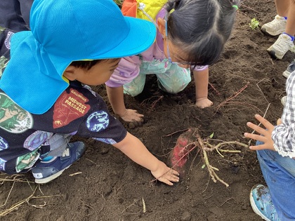 大きなお芋が顔を出している
