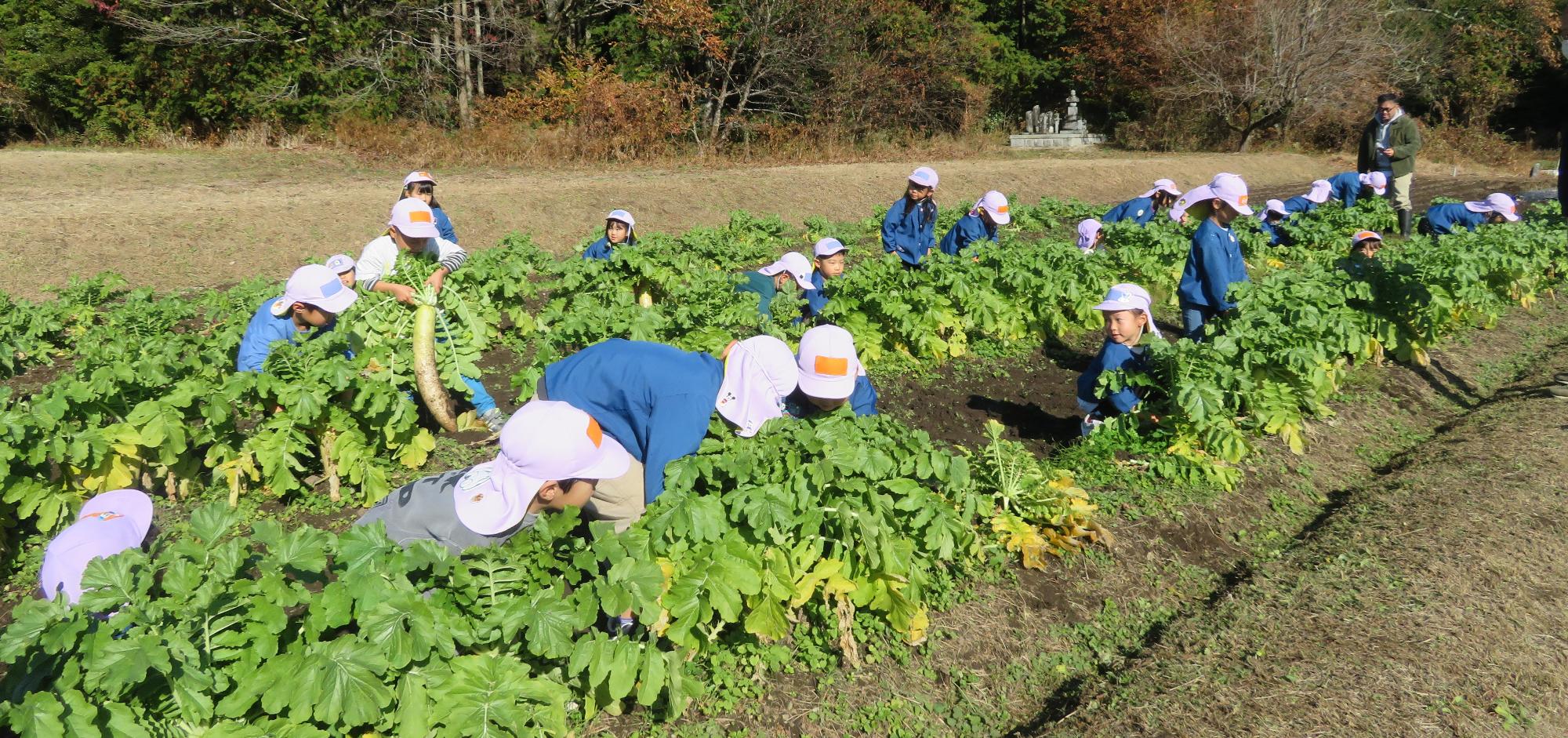 大きな大根を探して1人一本力いっぱい抜ききました。