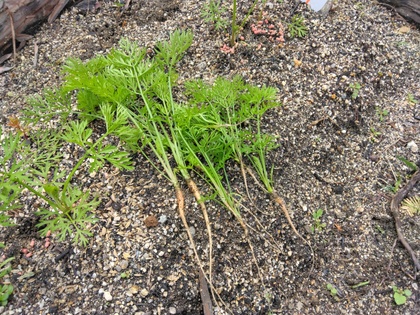 間引いた芽