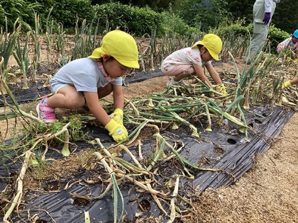 4歳児玉ねぎ収穫