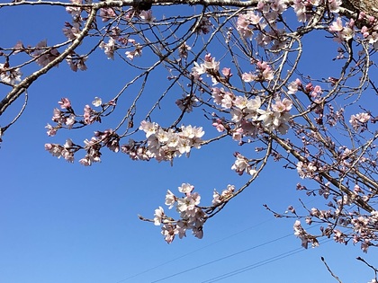桜の花が咲いている