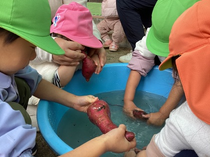 お芋をきれいに洗っている