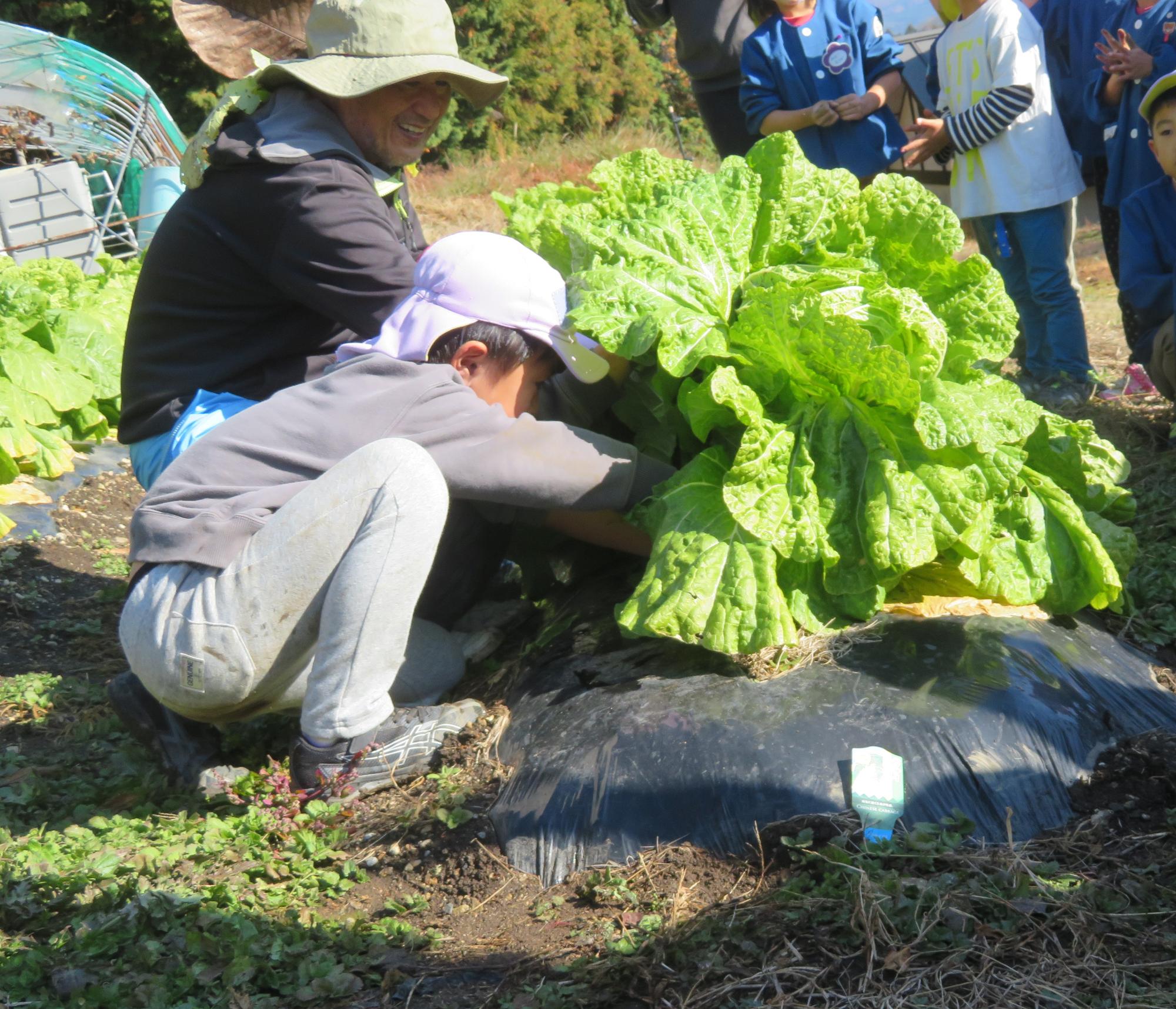白菜は抜くのでは押し倒すんだよと教えて頂き根元を探しています。