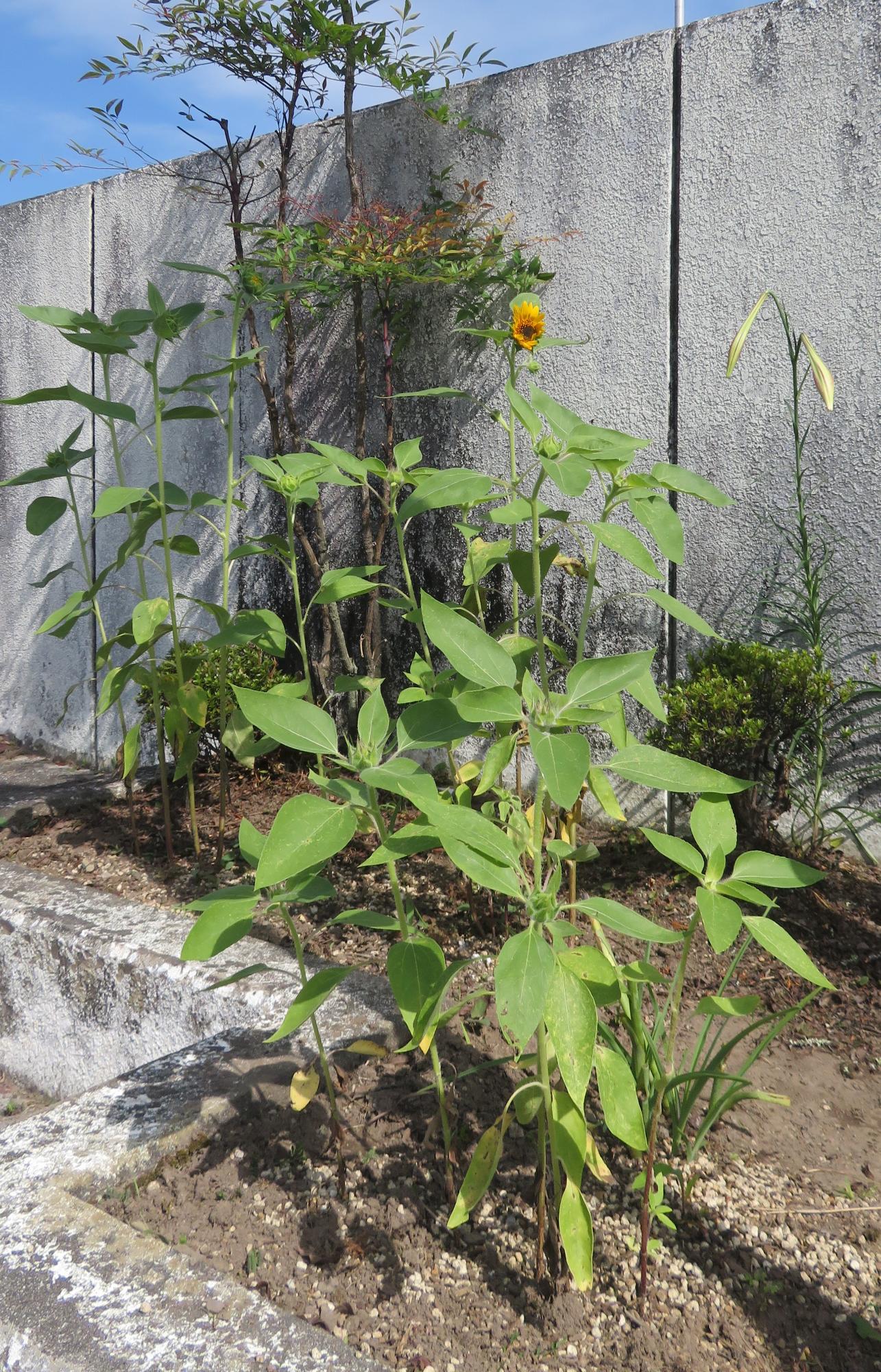 小さな花ですがひまわりが咲きました。