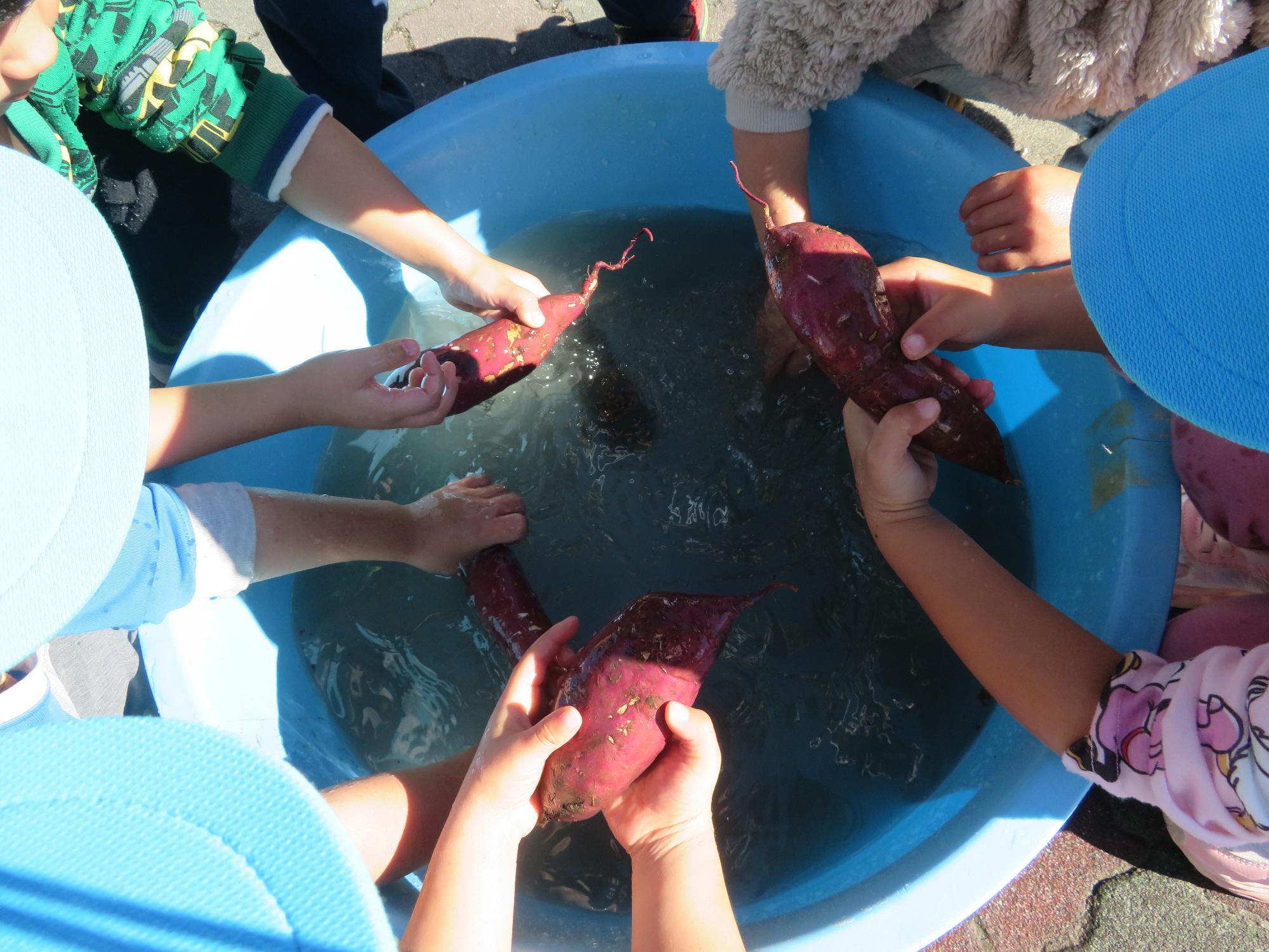 いよいよお芋を洗います。