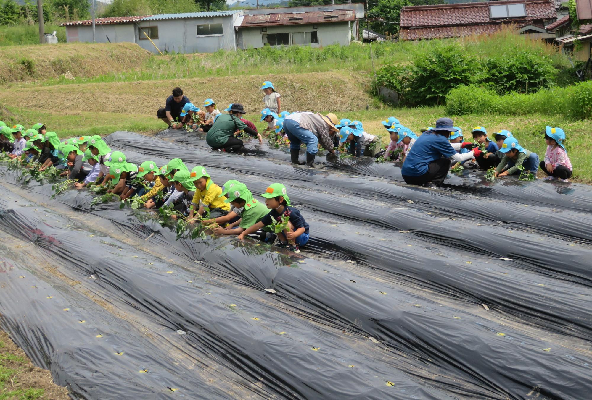 苗を1人一本持って一列に並んで丁寧に植えています。