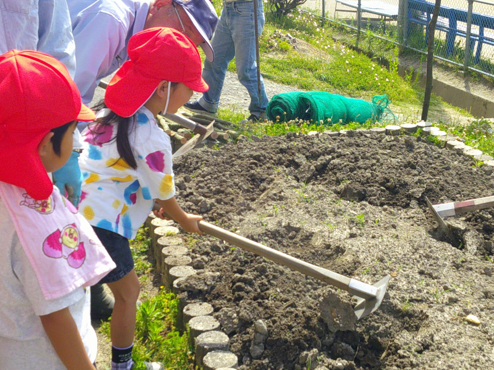 地域のみなさんとさつまいもを植える準備をしたよ