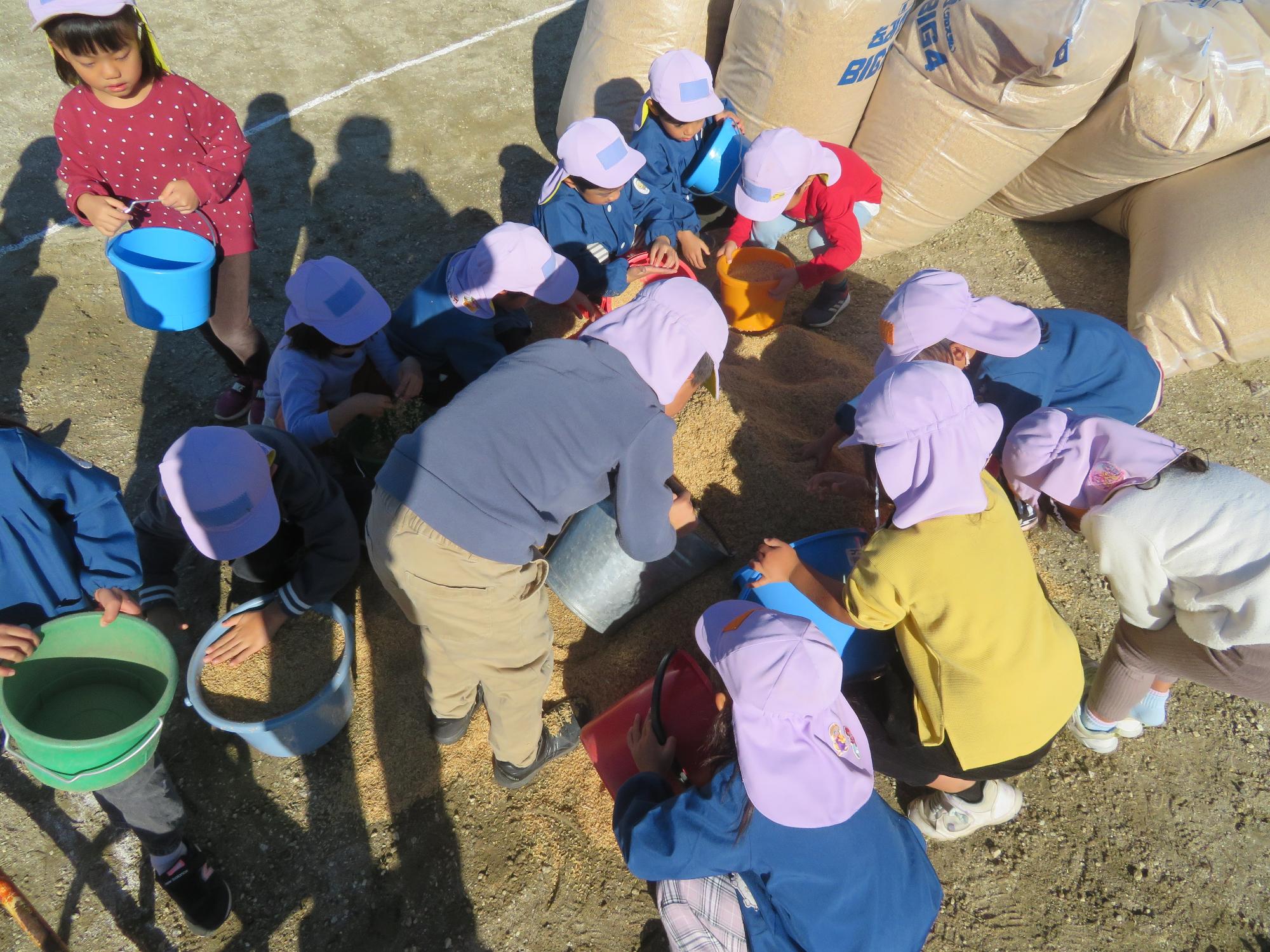 年長さんが、焼き芋のもみ山の準備を手伝ってくれました。