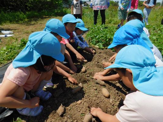 晴れた日に8人の子どもたちがじゃがいものような野菜をほっている様子