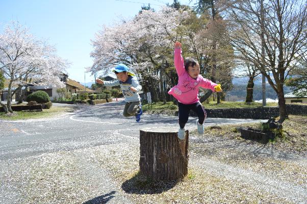 桜が咲いているそばで切り株から元気にジャンプする二人の子ども