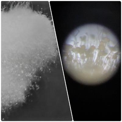顕微鏡で見た麹菌